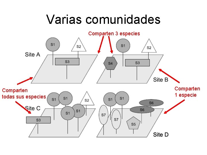 Varias comunidades Comparten 3 especies Comparten todas sus especies Comparten 1 especie Varias comunidades Comparten 3 especies Comparten todas sus especies Comparten 1 especie