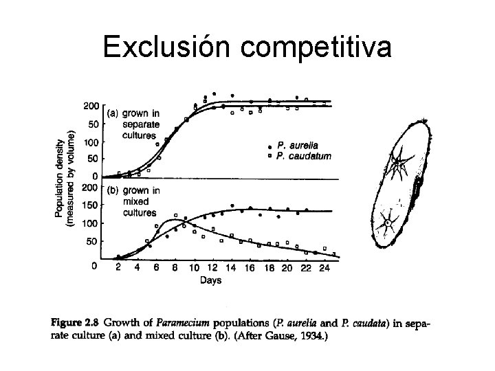 Exclusión competitiva Exclusión competitiva
