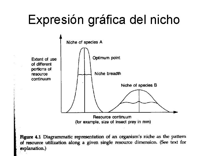Expresión gráfica del nicho Expresión gráfica del nicho