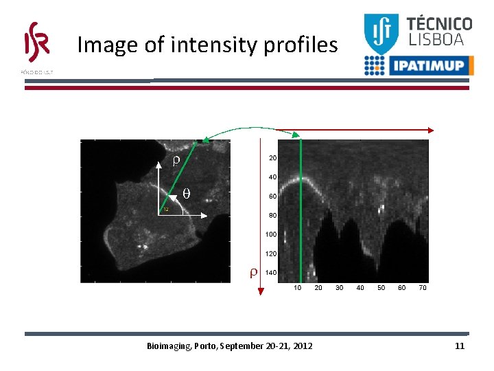 Image of intensity profiles Bioimaging, Porto, September 20 -21, 2012 11 Image of intensity profiles Bioimaging, Porto, September 20 -21, 2012 11