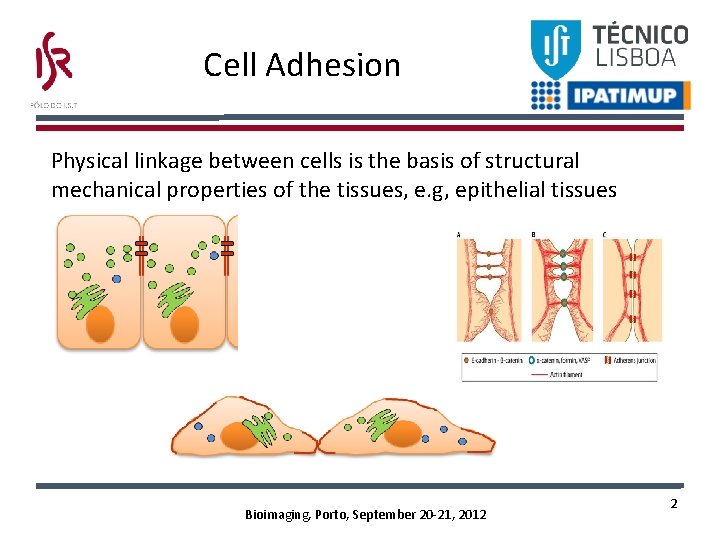 Cell Adhesion Physical linkage between cells is the basis of structural mechanical properties of Cell Adhesion Physical linkage between cells is the basis of structural mechanical properties of