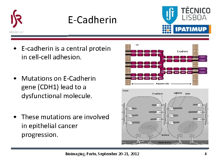 E-Cadherin • E-cadherin is a central protein in cell-cell adhesion. • Mutations on E-Cadherin E-Cadherin • E-cadherin is a central protein in cell-cell adhesion. • Mutations on E-Cadherin