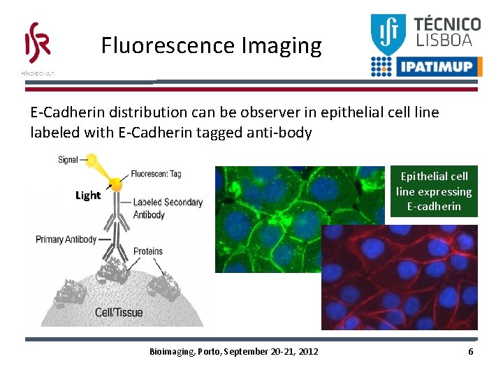 Fluorescence Imaging E-Cadherin distribution can be observer in epithelial cell line labeled with E-Cadherin Fluorescence Imaging E-Cadherin distribution can be observer in epithelial cell line labeled with E-Cadherin