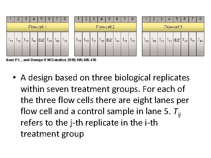 Auer P L , and Doerge R W Genetics 2010; 185: 405 -416 •