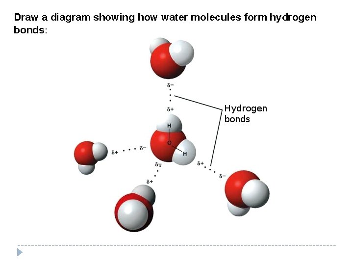 Draw a diagram showing how water molecules form hydrogen bonds: Draw a diagram showing how water molecules form hydrogen bonds: