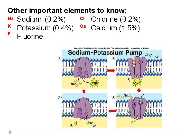 Other important elements to know: Na Sodium (0. 2%) Cl Chlorine (0. 2%) K Other important elements to know: Na Sodium (0. 2%) Cl Chlorine (0. 2%) K