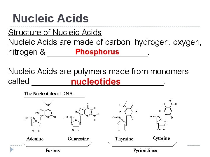 Nucleic Acids Structure of Nucleic Acids are made of carbon, hydrogen, oxygen, Phosphorus nitrogen Nucleic Acids Structure of Nucleic Acids are made of carbon, hydrogen, oxygen, Phosphorus nitrogen