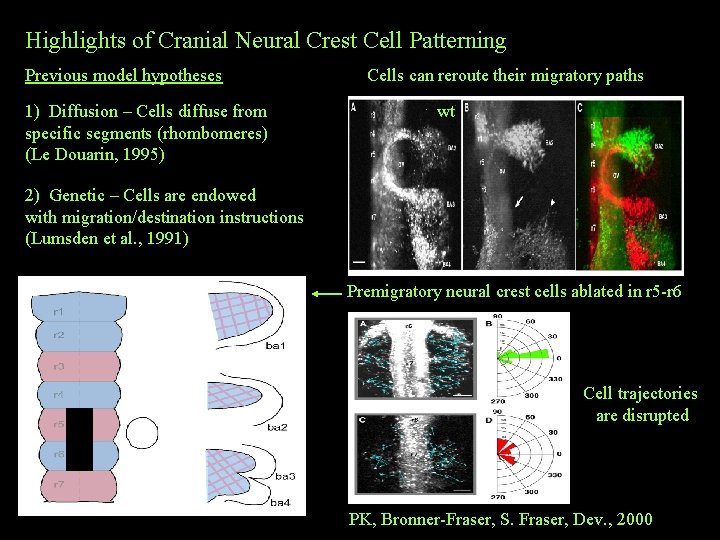 Highlights of Cranial Neural Crest Cell Patterning Previous model hypotheses 1) Diffusion – Cells