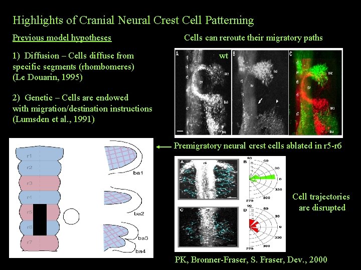 Highlights of Cranial Neural Crest Cell Patterning Previous model hypotheses 1) Diffusion – Cells Highlights of Cranial Neural Crest Cell Patterning Previous model hypotheses 1) Diffusion – Cells
