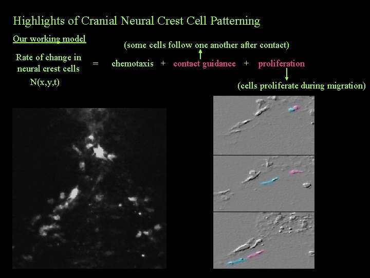 Highlights of Cranial Neural Crest Cell Patterning Our working model Rate of change in