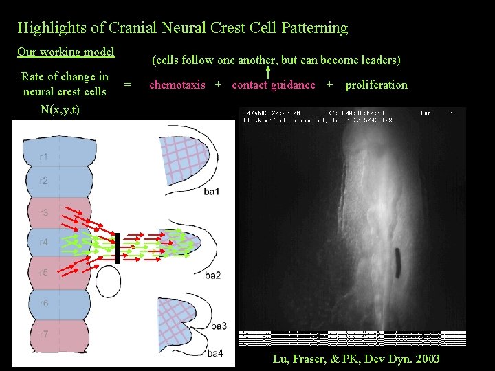 Highlights of Cranial Neural Crest Cell Patterning Our working model Rate of change in