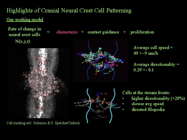 Highlights of Cranial Neural Crest Cell Patterning Our working model Rate of change in Highlights of Cranial Neural Crest Cell Patterning Our working model Rate of change in