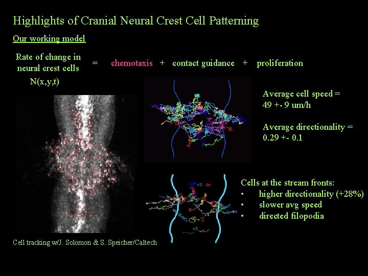 Highlights of Cranial Neural Crest Cell Patterning Our working model Rate of change in