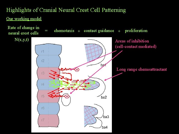Highlights of Cranial Neural Crest Cell Patterning Our working model Rate of change in Highlights of Cranial Neural Crest Cell Patterning Our working model Rate of change in