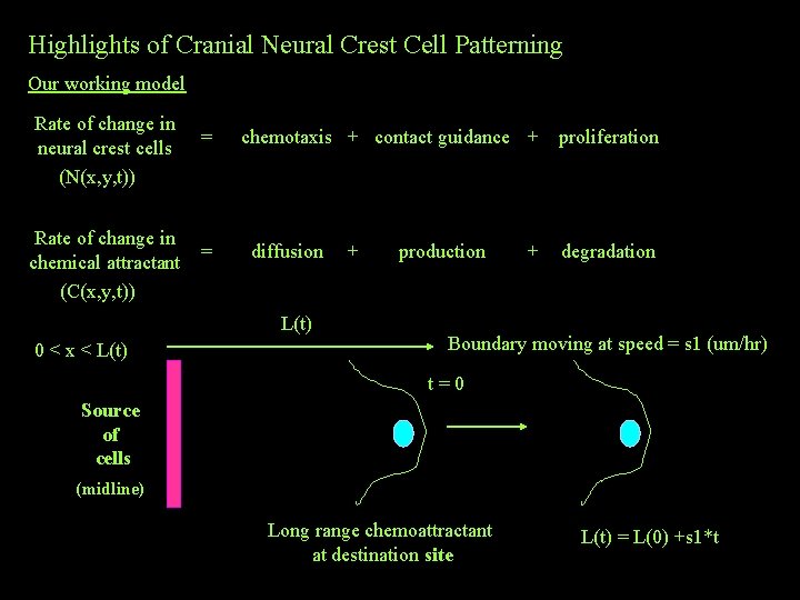 Highlights of Cranial Neural Crest Cell Patterning Our working model Rate of change in