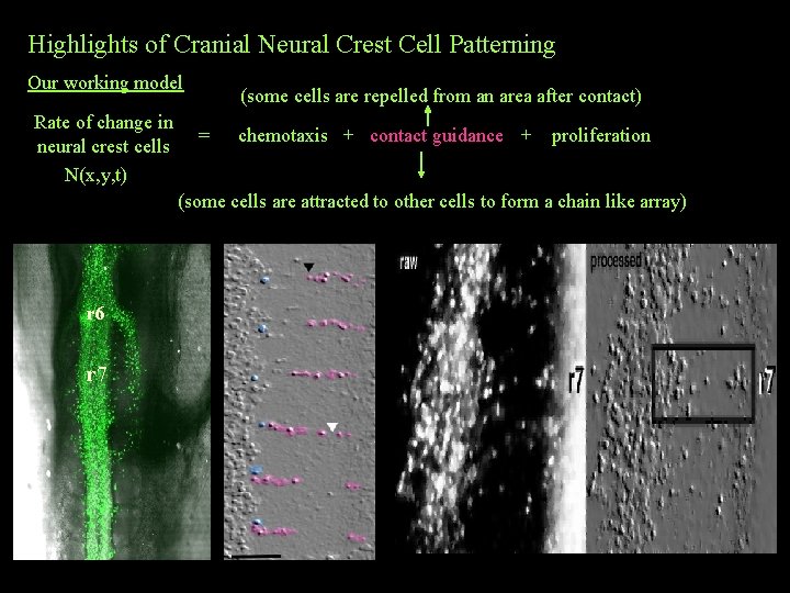 Highlights of Cranial Neural Crest Cell Patterning Our working model Rate of change in