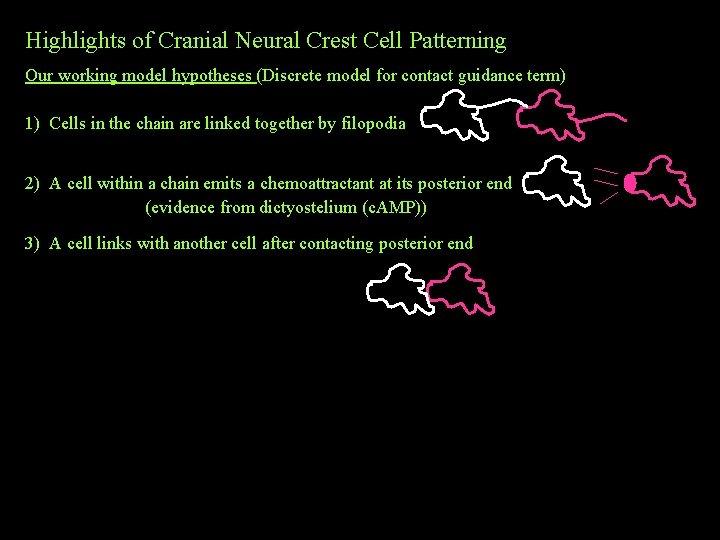 Highlights of Cranial Neural Crest Cell Patterning Our working model hypotheses (Discrete model for Highlights of Cranial Neural Crest Cell Patterning Our working model hypotheses (Discrete model for
