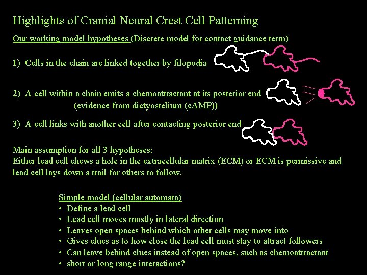 Highlights of Cranial Neural Crest Cell Patterning Our working model hypotheses (Discrete model for Highlights of Cranial Neural Crest Cell Patterning Our working model hypotheses (Discrete model for
