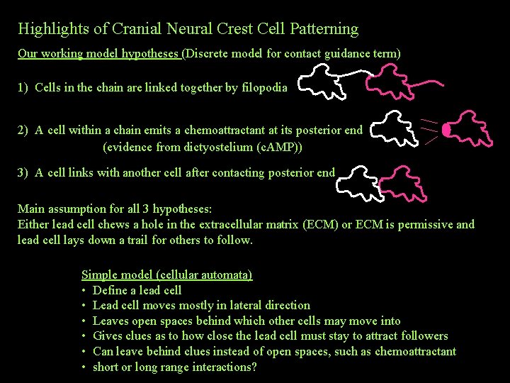 Highlights of Cranial Neural Crest Cell Patterning Our working model hypotheses (Discrete model for