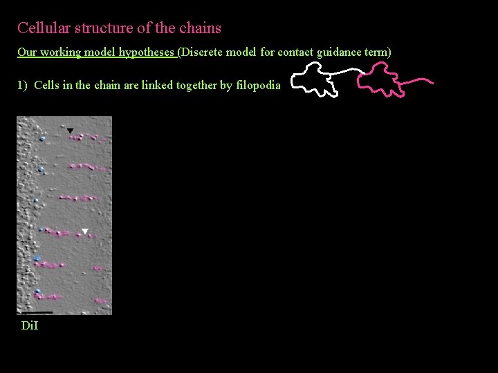 Cellular structure of the chains Our working model hypotheses (Discrete model for contact guidance