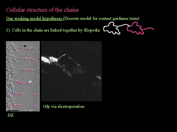 Cellular structure of the chains Our working model hypotheses (Discrete model for contact guidance