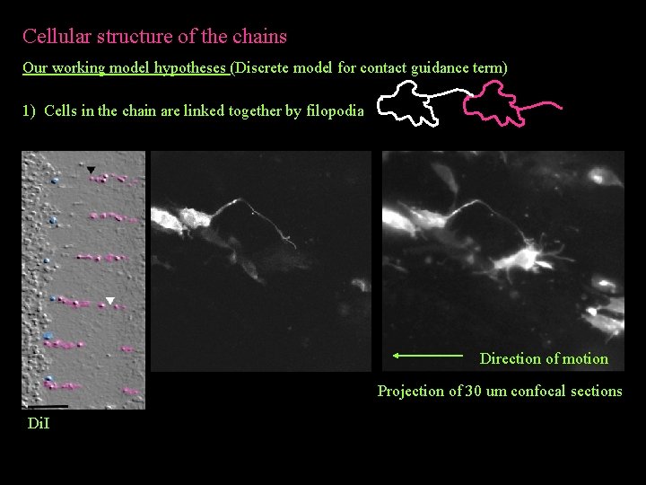 Cellular structure of the chains Our working model hypotheses (Discrete model for contact guidance