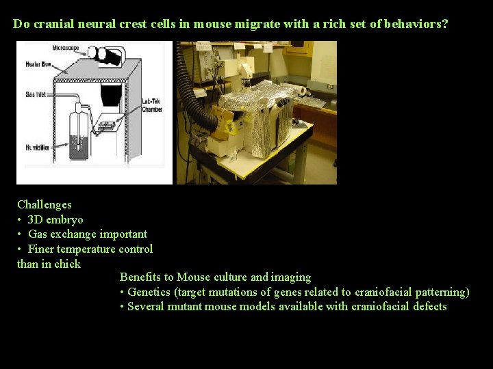 Do cranial neural crest cells in mouse migrate with a rich set of behaviors? Do cranial neural crest cells in mouse migrate with a rich set of behaviors?