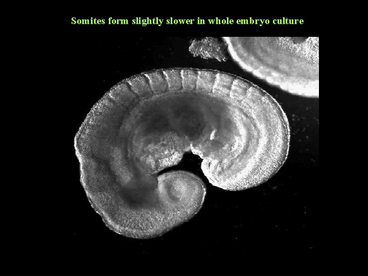 Somites form slightly slower in whole embryo culture 