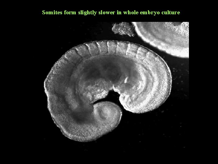 Somites form slightly slower in whole embryo culture Somites form slightly slower in whole embryo culture