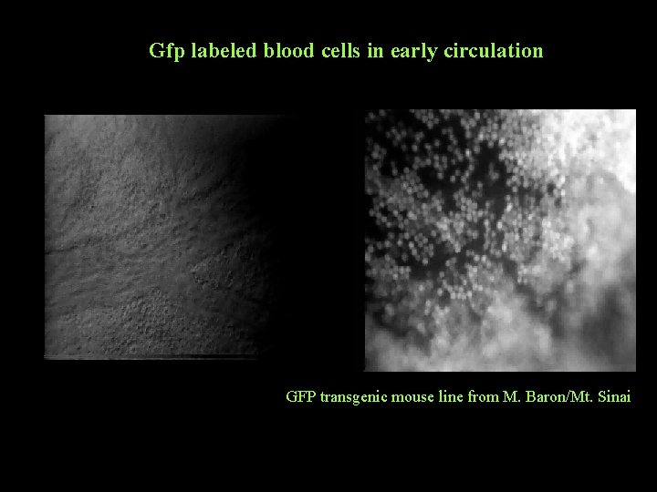 Gfp labeled blood cells in early circulation GFP transgenic mouse line from M. Baron/Mt.