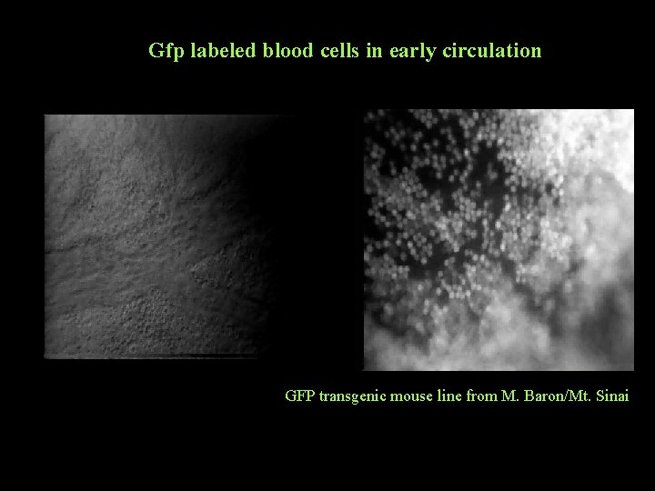 Gfp labeled blood cells in early circulation GFP transgenic mouse line from M. Baron/Mt. Gfp labeled blood cells in early circulation GFP transgenic mouse line from M. Baron/Mt.
