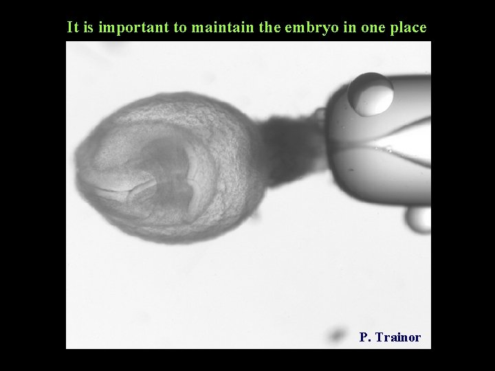 It is important to maintain the embryo in one place P. Trainor It is important to maintain the embryo in one place P. Trainor