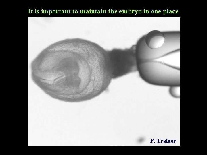 It is important to maintain the embryo in one place P. Trainor 