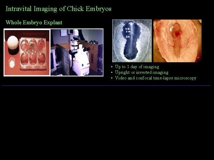 Intravital Imaging of Chick Embryos Whole Embryo Explant • Up to 1 day of