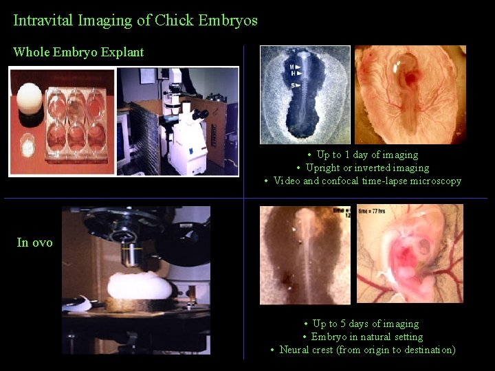 Intravital Imaging of Chick Embryos Whole Embryo Explant • Up to 1 day of