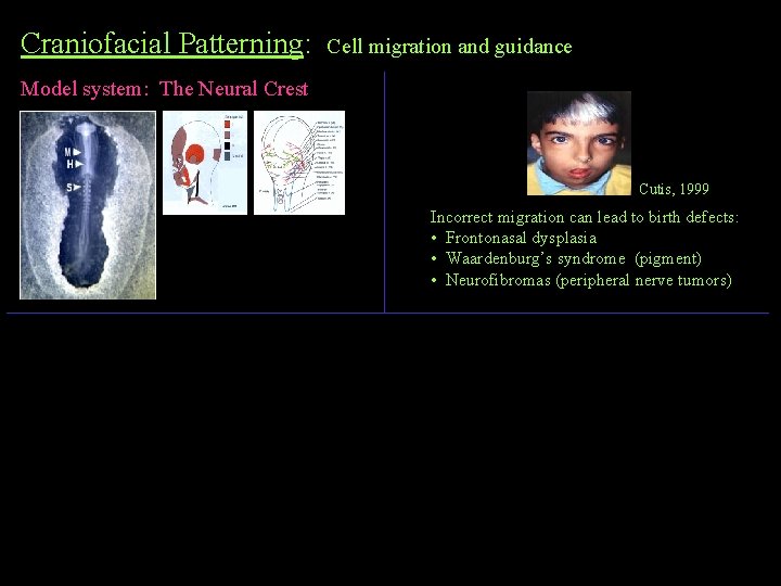 Craniofacial Patterning: Cell migration and guidance Model system: The Neural Crest Cutis, 1999 Incorrect Craniofacial Patterning: Cell migration and guidance Model system: The Neural Crest Cutis, 1999 Incorrect