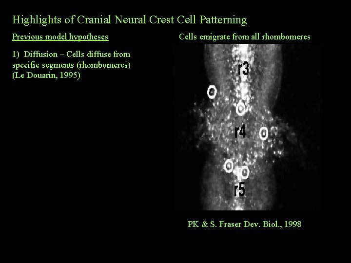 Highlights of Cranial Neural Crest Cell Patterning Previous model hypotheses Cells emigrate from all Highlights of Cranial Neural Crest Cell Patterning Previous model hypotheses Cells emigrate from all