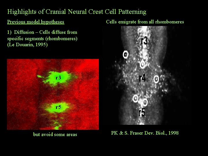 Highlights of Cranial Neural Crest Cell Patterning Previous model hypotheses Cells emigrate from all
