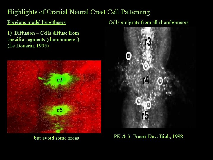 Highlights of Cranial Neural Crest Cell Patterning Previous model hypotheses Cells emigrate from all Highlights of Cranial Neural Crest Cell Patterning Previous model hypotheses Cells emigrate from all