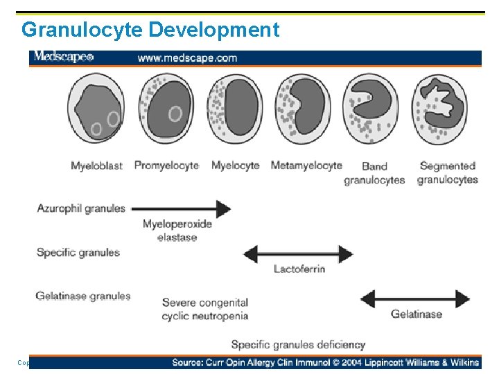 Granulocyte Development Copyright © 2006 Pearson Education, Inc. , publishing as Benjamin Cummings Granulocyte Development Copyright © 2006 Pearson Education, Inc. , publishing as Benjamin Cummings