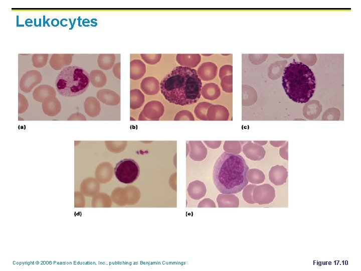 Leukocytes Copyright © 2006 Pearson Education, Inc. , publishing as Benjamin Cummings Figure 17. Leukocytes Copyright © 2006 Pearson Education, Inc. , publishing as Benjamin Cummings Figure 17.