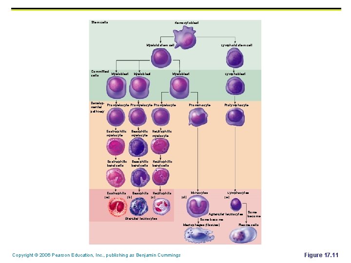 Stem cells Hemocytoblast Myeloid stem cell Committed Myeloblast cells Myeloblast Lymphoid stem cell Myeloblast Stem cells Hemocytoblast Myeloid stem cell Committed Myeloblast cells Myeloblast Lymphoid stem cell Myeloblast