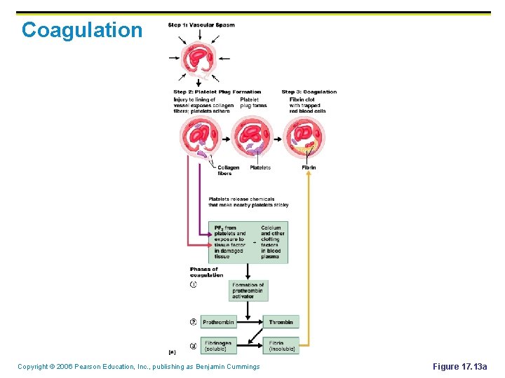 Coagulation Copyright © 2006 Pearson Education, Inc. , publishing as Benjamin Cummings Figure 17. Coagulation Copyright © 2006 Pearson Education, Inc. , publishing as Benjamin Cummings Figure 17.