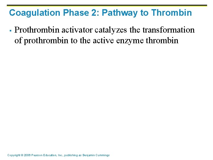 Coagulation Phase 2: Pathway to Thrombin § Prothrombin activator catalyzes the transformation of prothrombin Coagulation Phase 2: Pathway to Thrombin § Prothrombin activator catalyzes the transformation of prothrombin