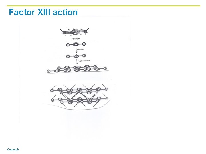 Factor XIII action Copyright © 2006 Pearson Education, Inc. , publishing as Benjamin Cummings Factor XIII action Copyright © 2006 Pearson Education, Inc. , publishing as Benjamin Cummings