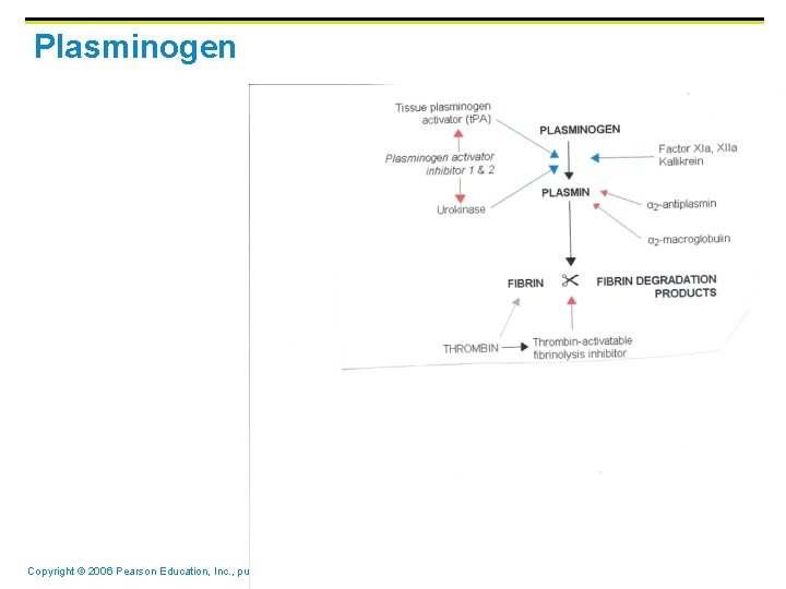 Plasminogen Copyright © 2006 Pearson Education, Inc. , publishing as Benjamin Cummings Plasminogen Copyright © 2006 Pearson Education, Inc. , publishing as Benjamin Cummings