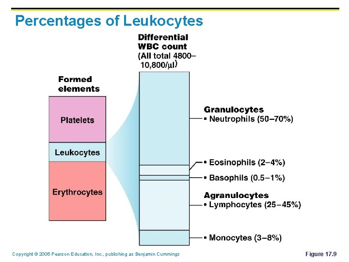 Percentages of Leukocytes Copyright © 2006 Pearson Education, Inc. , publishing as Benjamin Cummings Percentages of Leukocytes Copyright © 2006 Pearson Education, Inc. , publishing as Benjamin Cummings