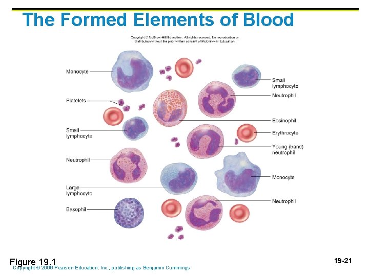 The Formed Elements of Blood Figure 19. 1 Copyright © 2006 Pearson Education, Inc. The Formed Elements of Blood Figure 19. 1 Copyright © 2006 Pearson Education, Inc.