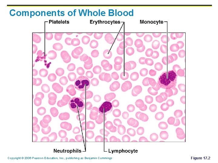Components of Whole Blood Copyright © 2006 Pearson Education, Inc. , publishing as Benjamin Components of Whole Blood Copyright © 2006 Pearson Education, Inc. , publishing as Benjamin