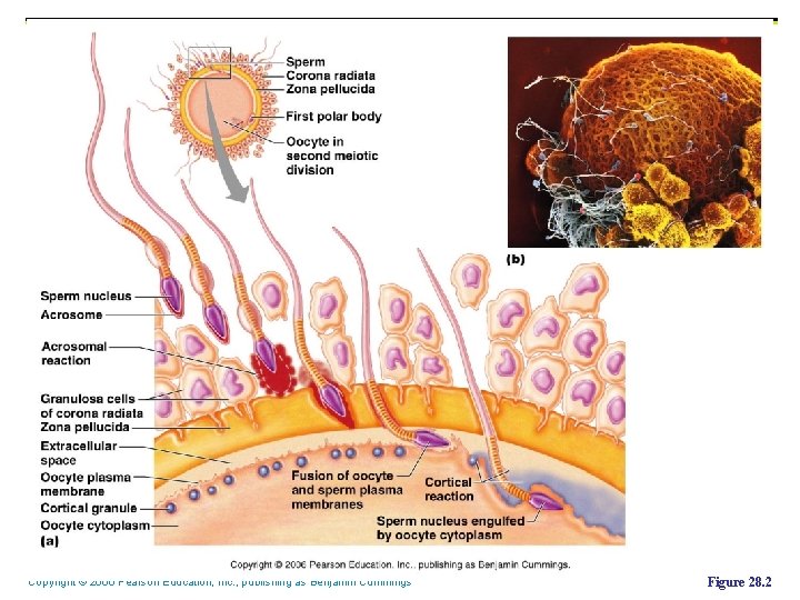 Copyright © 2006 Pearson Education, Inc. , publishing as Benjamin Cummings Figure 28. 2 Copyright © 2006 Pearson Education, Inc. , publishing as Benjamin Cummings Figure 28. 2